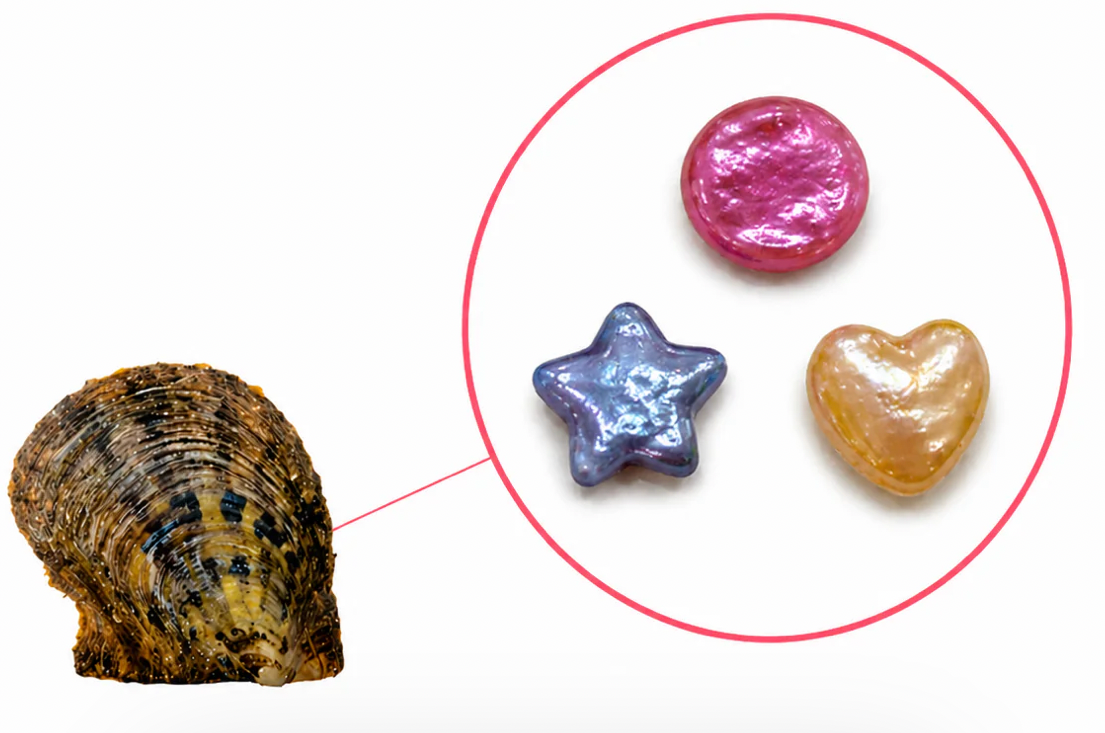 Mystery Shape Oyster